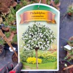 Pajazmín vencový (Philadelphus coronarius) - výška 90-100 cm, kont. C3L - NA KMIENKU